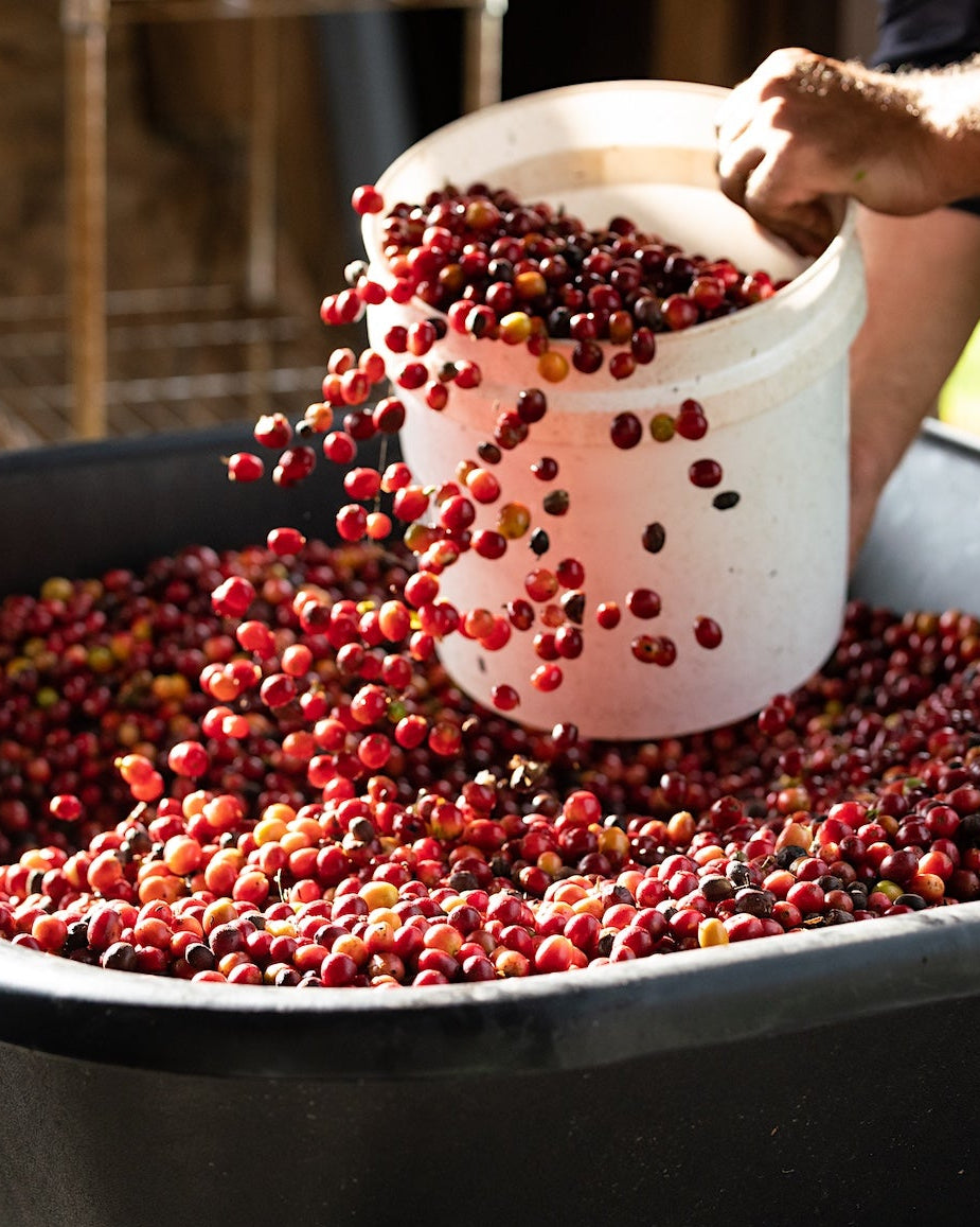 Coffee cherries being poured out of a bucket