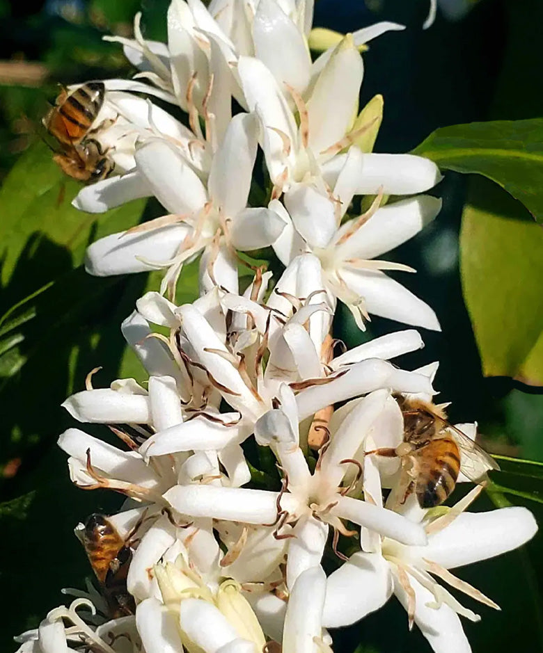Kona coffee cherry blossoms