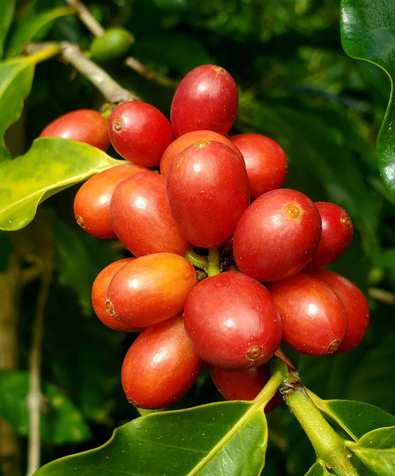 Kona coffee cherries on a coffee tree