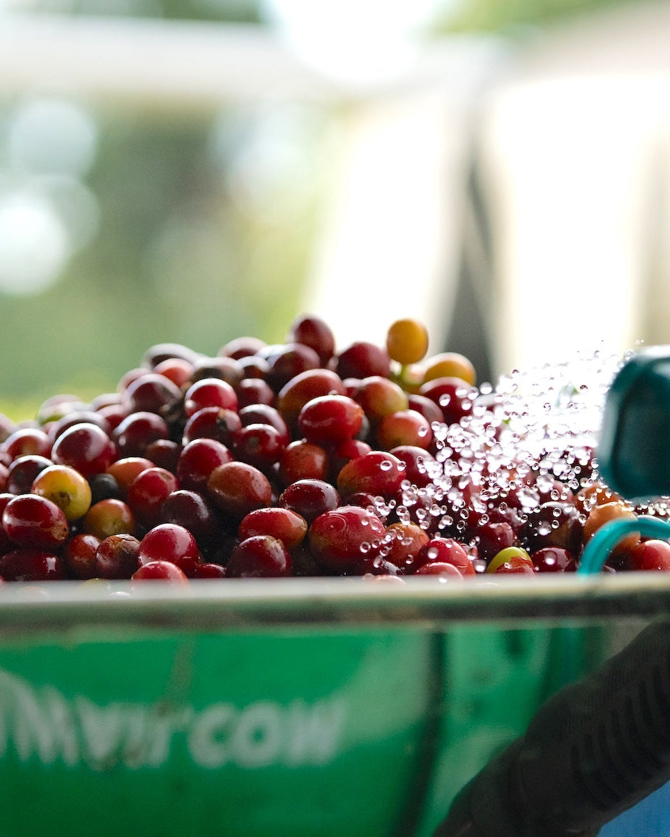 Kona Red Bourbon coffee cherries being washed