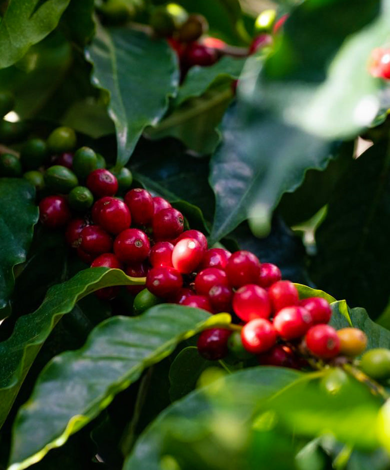 Mahina Pō'ele - Kau Coffee Cherry