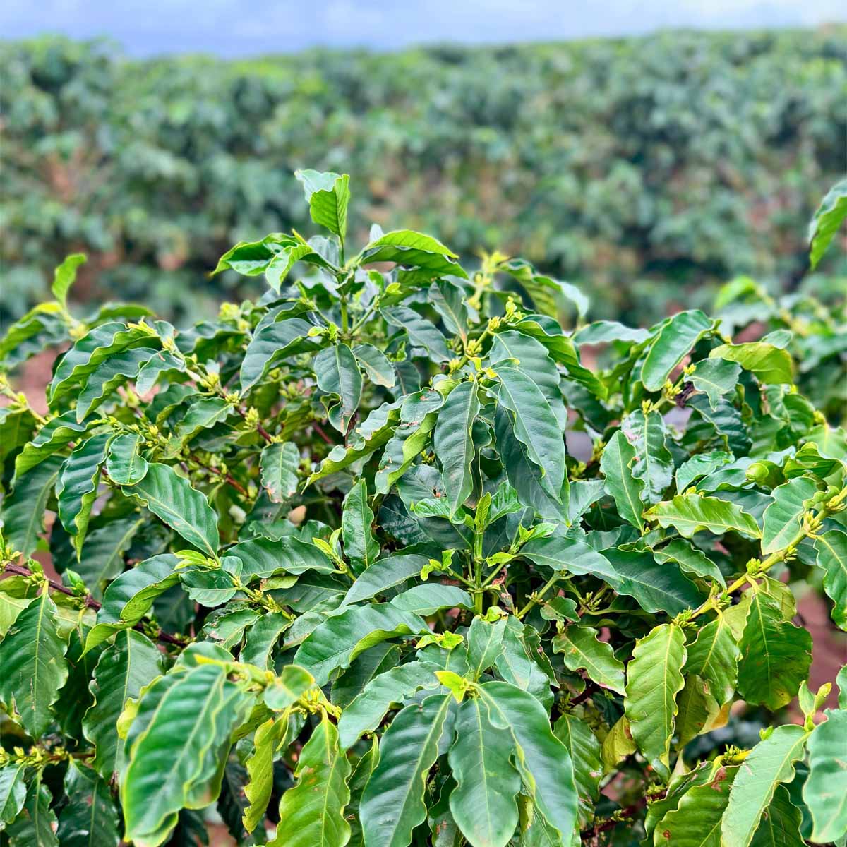 kau coffee plant during cultivation in hawaii