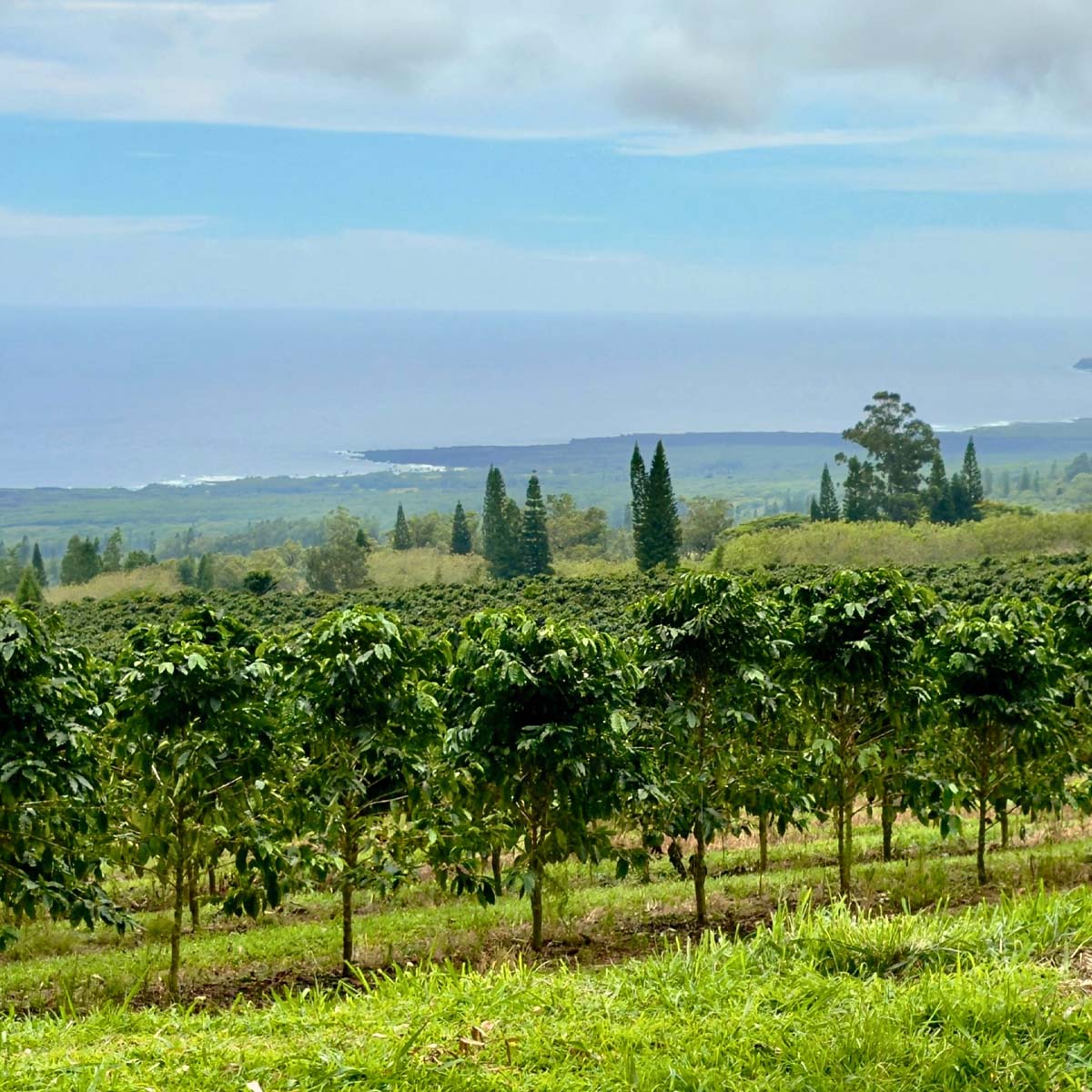 kau coffee bean harvest in hawaii 